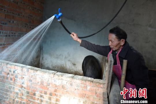 劉云富在清洗豬圈。　蘇忠國 攝