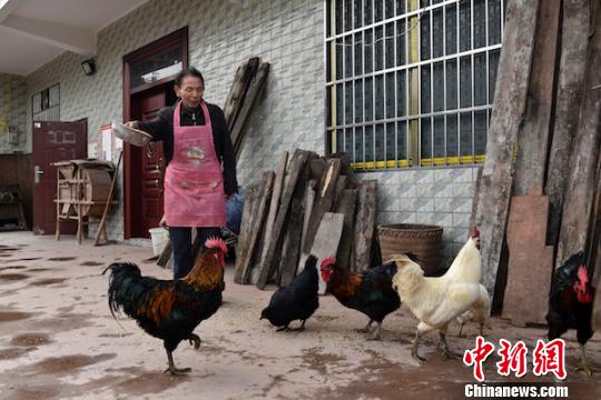 劉云富在喂養(yǎng)土雞。　蘇忠國 攝