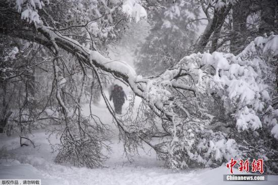 4日，莫斯科降雪和冰雨造成100多起樹倒砸車事件。
