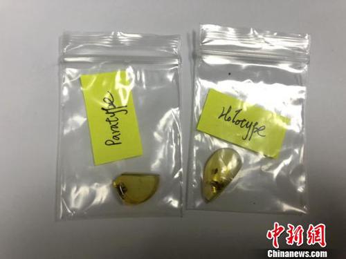 圖為緬甸琥珀標(biāo)本。　楊顏慈 攝