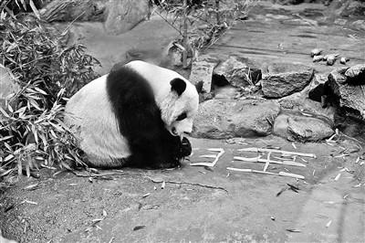 大熊貓的年夜飯吃什么？飼養(yǎng)隊(duì)班長(zhǎng)：竹筍+胡蘿卜