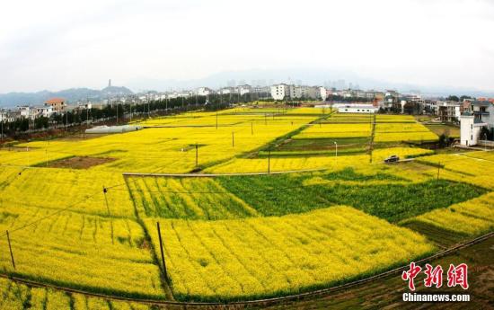資料圖：江西省遂川縣枚江鎮(zhèn)盛開(kāi)的油菜花撒滿大地。 李建平 攝