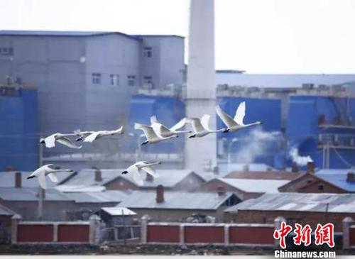 圖為呼倫貝爾雪未消融，天鵝已歸?！∥滠?攝