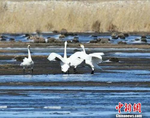 圖為天鵝與冰凌“共舞”?！∥滠?攝