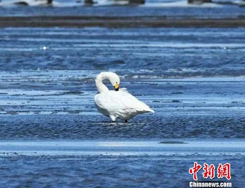 圖為棲息在湖面冰凌中的白天鵝。　武軍 攝