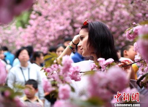 4月1日，中國科學(xué)技術(shù)大學(xué)校園內(nèi)的櫻花全面盛開，吸引外籍友人在櫻花樹下留影?！№n蘇原 攝