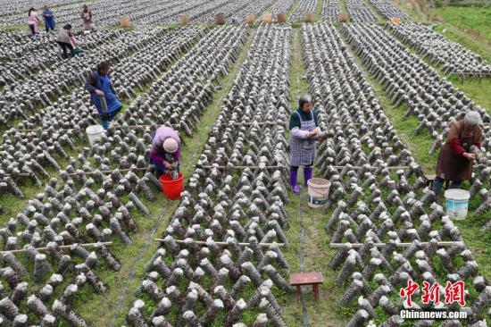 3月12日，農戶在田間采摘木耳。近年來，貴州省印江土家族苗族自治縣以“政府引導、企業(yè)主體、農戶參與”的模式，結合市場需求，發(fā)展食用菌產業(yè)。目前，該縣累計建成食用菌基地15個，建成育菌棚、生產大棚3200余個(占地76.8萬平方米)，2017年，種植食用菌8800萬棒，實現(xiàn)產量約6.6萬噸，產值5.28億元；帶動6000余戶群眾22000余人(其中貧困戶3000余戶，10000余人)發(fā)展食用菌種植，實現(xiàn)當年帶動的貧困人口人均增收3500元以上，確保當年參與貧困戶精準脫貧。食用菌主要銷往重慶、浙江、上海、廣東、福建等地，干菇通過電商和代理商銷往全國各地。<a target='_blank' href='http://www.chinanews.com/'>中新社</a>記者 賀俊怡 攝