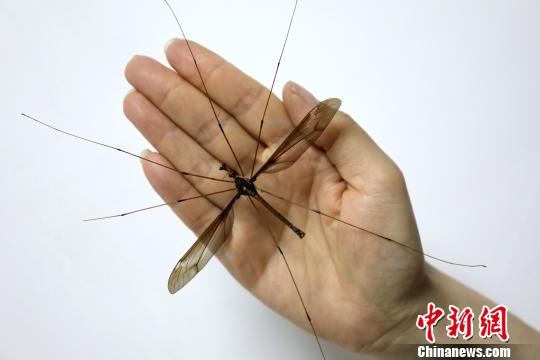 成都發(fā)現翅展達11.15厘米的巨型蚊子個體（組圖）