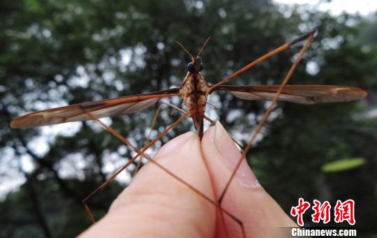 蚊子活體。　趙力 攝