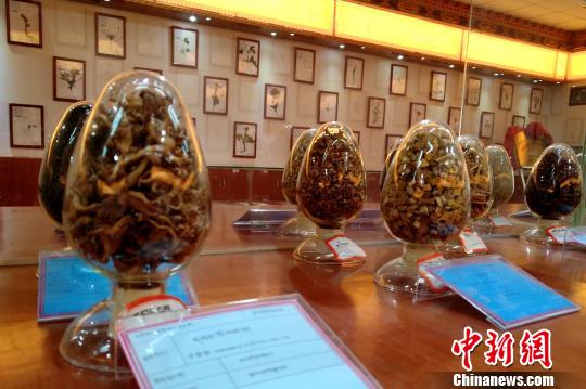 圖為國家中醫(yī)(藏醫(yī))臨床研究基地中展示的藏藥藥材?！〗w波 攝