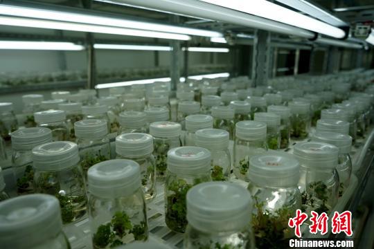 圖為西藏自治區(qū)農(nóng)牧科學(xué)院對藏藥植物紅景天進(jìn)行培植實(shí)驗(yàn)?！〗w波 攝