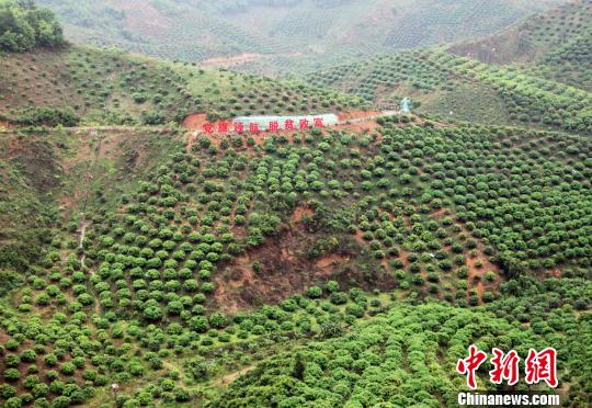 圖為百色市右江區(qū)永樂鎮(zhèn)芒果種植示范區(qū)一角?！钪拘?攝
