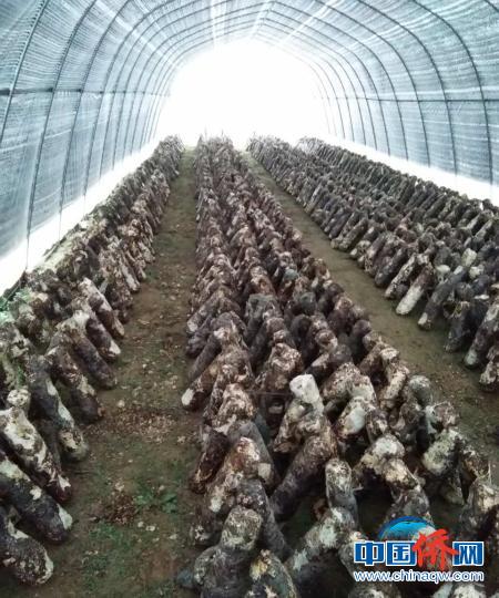 村里目前共建成80座香菇大棚，養(yǎng)殖16萬株菌棒。　張崱 攝