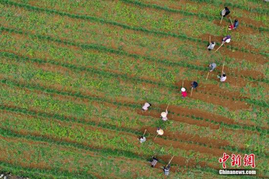 資料圖：農(nóng)民在種植基地勞作。 <a target='_blank' href='http://www.chinanews.com/'>中新社</a>記者 賀俊怡 攝