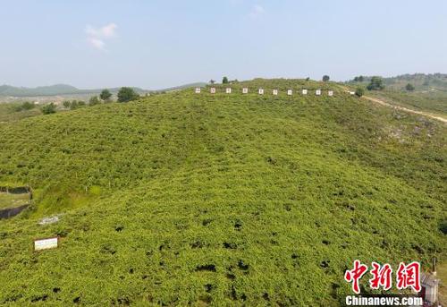 圖為羅城縣天霜毛葡萄基地一角?！№f如代 攝