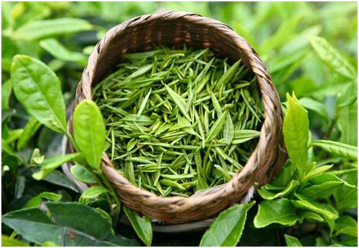 常喝綠茶好處多多 還能減少脫發(fā)！