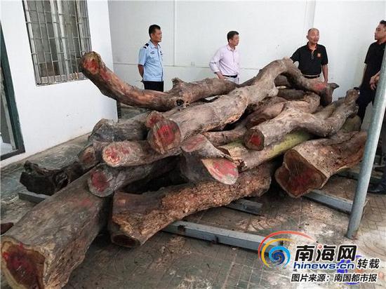 被整體公開掛牌轉讓的?？谑腥嗣窆珗@兩株花梨樹原木。(來源：海南產(chǎn)權交易網(wǎng))