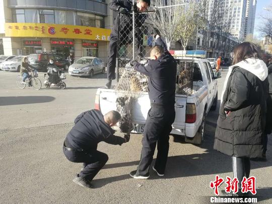 圖為警方將小狗抓獲?！W(xué)飛 攝