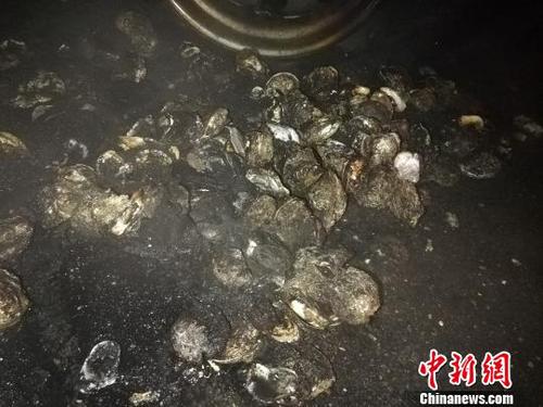 圖為被火烤的生蠔?！∏刂胰A 攝