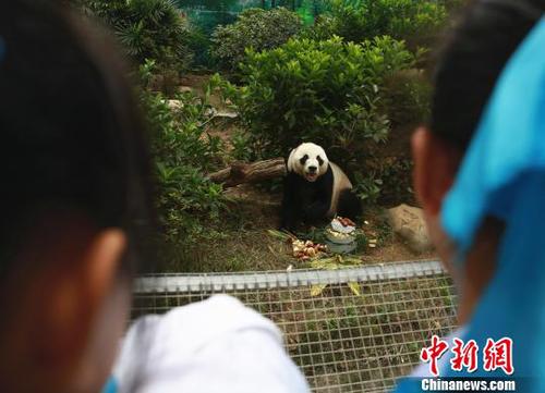 大熊貓明浜憨態(tài)可掬?！≈炝?攝