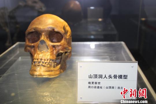 晚更新世的山頂洞人頭骨模型。　徐巧明 攝