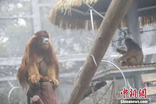 圖為重慶動物園的川金絲猴誠誠和玉玉?！№n璐 攝