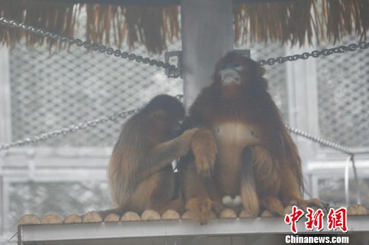 圖為玉玉正在給成成梳理毛發(fā)?！№n璐 攝