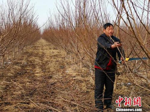 隨著子女長(zhǎng)大、父母衰老，家中經(jīng)濟(jì)壓力逐年增大，劉奉智父親在務(wù)工、種莊稼之余，又種了一些桃樹，贍養(yǎng)父母、供養(yǎng)子女讀書。　郝學(xué)娟 攝