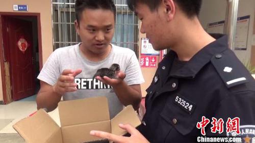 圖為工地工人將豹貓寶寶交給民警。　金平縣自然資源公安局供圖 攝