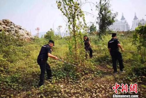 圖為森警在岸邊搜捕放生蛇。西雙版納州自然資源公安局提供