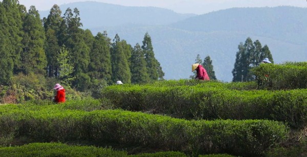 國號福鼎白茶產(chǎn)于海拔800米、無污染的森林之中。