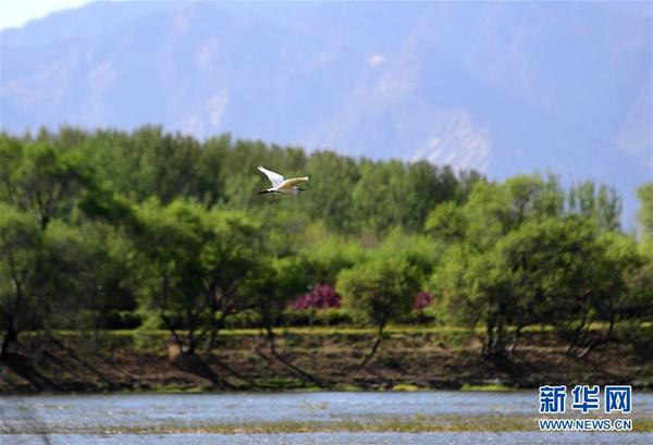 2019年4月30日，水鳥在媯水河畔的自然生態(tài)展示區(qū)飛翔。 新華社記者 張晨霖 攝
