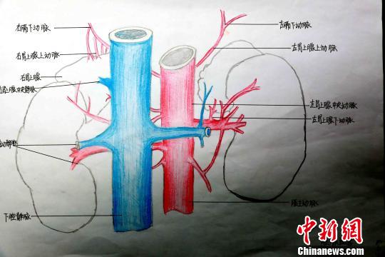 圖為腎上腺血管手繪圖?！√崎?攝