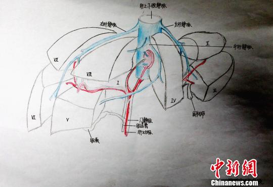 圖為肝的分葉和分段手繪圖。　唐楠 攝