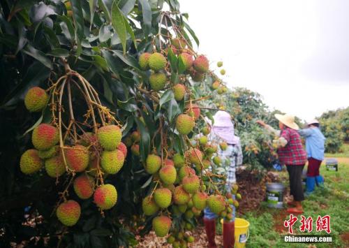 海口荔枝目前已批量上市，5月中旬將迎來上市高峰。<a target='_blank' href='http://www.chinanews.com/'>中新社</a>記者 尹海明 攝