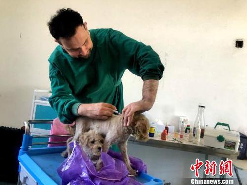 圖為詹姆斯為小狗接種疫苗?！∠默?攝