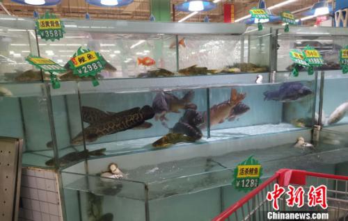 圖為超市里的活魚區(qū)。 謝藝觀 攝