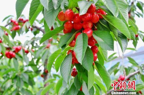 圖為櫻桃示范基地的櫻桃，由于特殊的氣候和地理?xiàng)l件，再加上雪山融水的灌溉，櫻桃含糖量超過(guò)30度，櫻桃直徑普遍達(dá)到25毫米，最大的有38毫米。　魯?shù)り?yáng) 攝