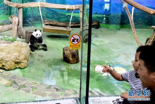 游客在臺北動物園參觀大熊貓“圓仔”。新華社記者朱祥攝