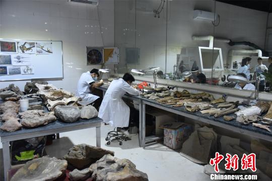 英良世界石材自然歷史博物館工作人員正緊張工作中，整理相關(guān)化石?！￡慅埳?攝