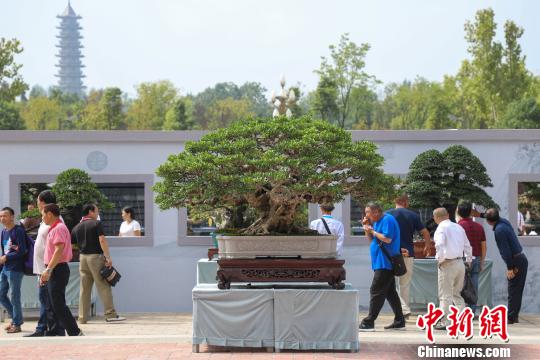 圖為2019年國(guó)際盆景賞石大會(huì)暨中國(guó)？遵義第四屆交旅投杯盆景展現(xiàn)場(chǎng)。　瞿宏倫 攝