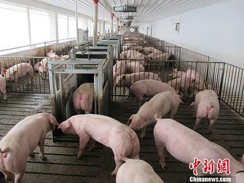 資料圖：活豬養(yǎng)殖場。 中新社記者 林浩 攝