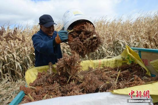 資料圖：農(nóng)民收獲作物。<a target='_blank' href='http://www.chinanews.com/'>中新社</a>記者 劉文華 攝