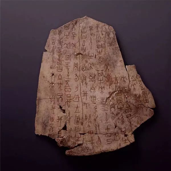 土方征涂朱卜骨刻辭，商，長(zhǎng)22.5厘米，寬19厘米，中國(guó)國(guó)家博物館藏