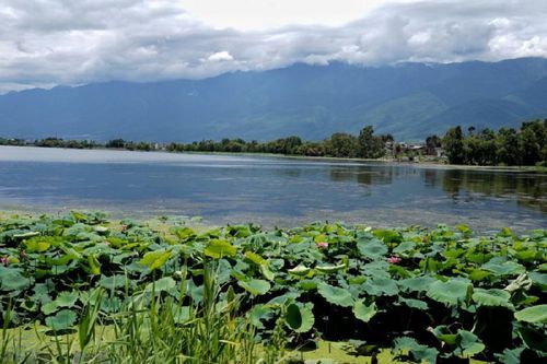 大理洱海邊的濕地風景（2019年8月10日攝）。