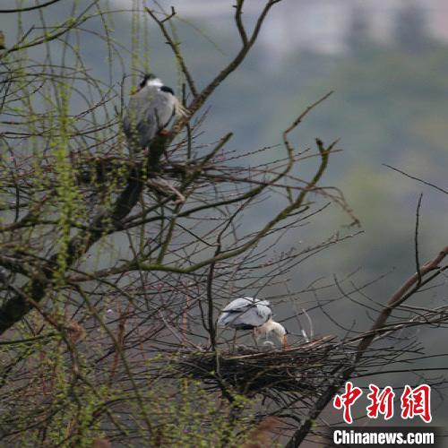 資料圖：貴陽(yáng)蒼鷺筑巢忙?！■暮陚?攝
