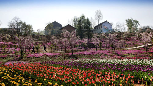 秦嶺深處，洛南縣錦繡大地花博園內(nèi)盛開(kāi)的海棠與郁金香交相輝映。新華社記者陶明攝