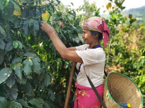 星巴克幫助云南咖農(nóng)種植咖啡　中國扶貧基金會(huì)供圖