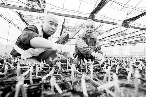 第一書記李翔（左）在為脫貧戶講解金橘苗木。