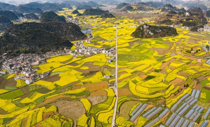 貴州：油菜花海綻春光